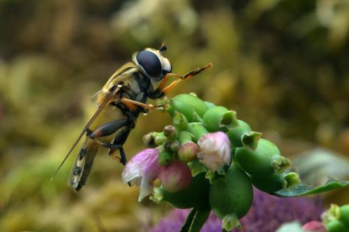 Réf. 213 914 : Helophilus trivittatus